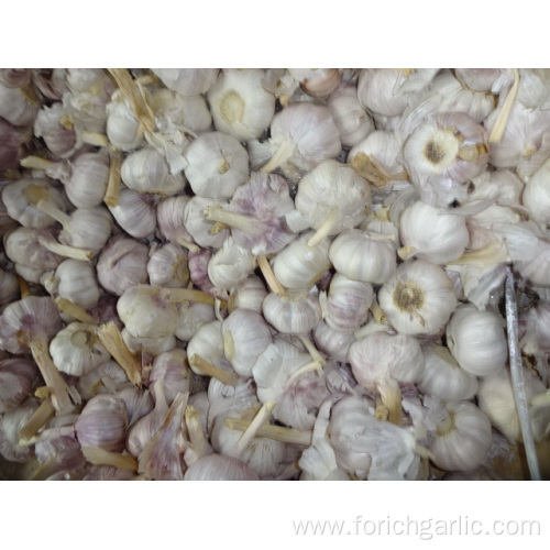 10Kg Loose Packing Normal white Garlic 2019